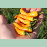 Chili Cayorange