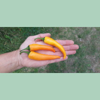 Chili Cayorange