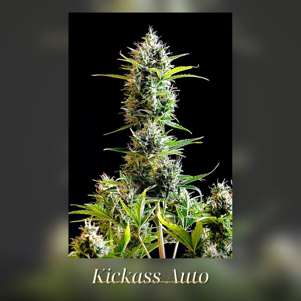 Kannabia Kickass Auto Fem. 3St.