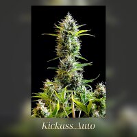 Kannabia Kickass Auto Fem. 3St.