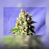 Kannabia Kiss Fem. 3St.