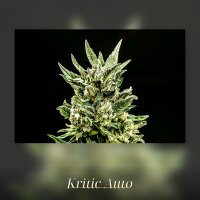Kannabia Kritic Auto Fem. 3St.