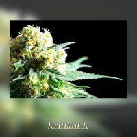 Kannabia Kritikal-K Fem. 3St.