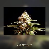 Kannabia La Blanca Fem. 3St.