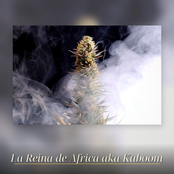 Kannabia La Reina De Africa aka Kabo Fem. 3St.