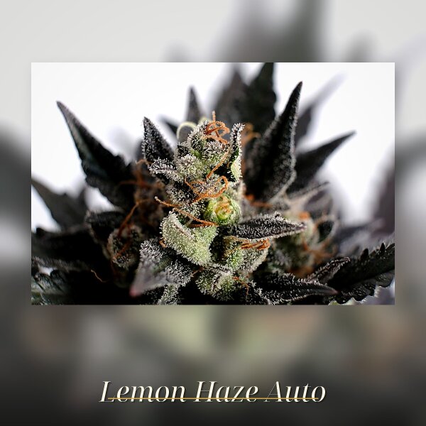 Kannabia Lemon Haze Auto Fem. 3St.