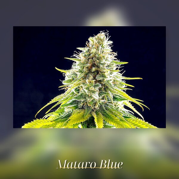 Kannabia Mataro Blue Fem. 3St.