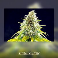 Kannabia Mataro Blue Fem. 3St.