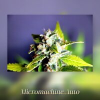 Kannabia Mikromachine Auto Fem. 3St.
