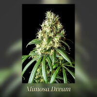 Kannabia Mimosa Dream Fem. 3St.