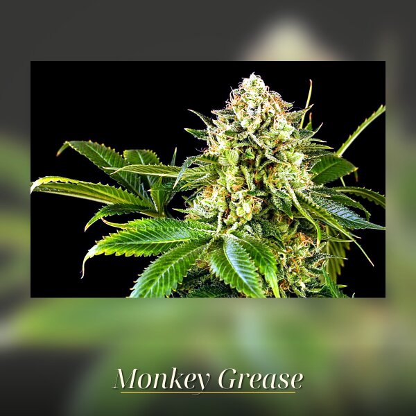 Kannabia Monkey Grease Fem. 3St.