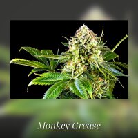 Kannabia Monkey Grease Fem. 3St.