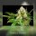 Kannabia Monkey Grease Fem. 3St.