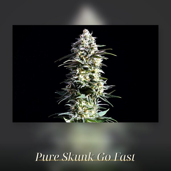 Kannabia Pure Skunk Go Fast Fem. 3St.