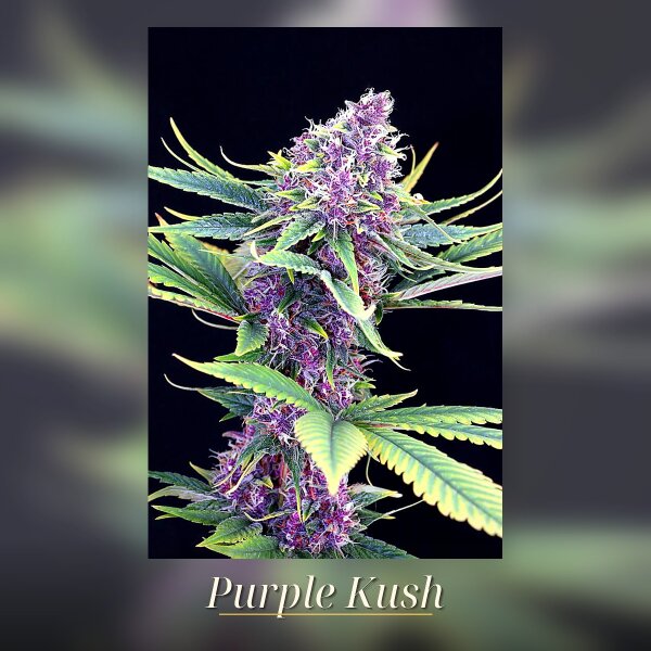 Kannabia Purple Kush Fem. 3St.