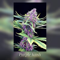 Kannabia Purple Kush Fem. 3St.