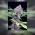 Kannabia Purple Kush Fem. 3St.