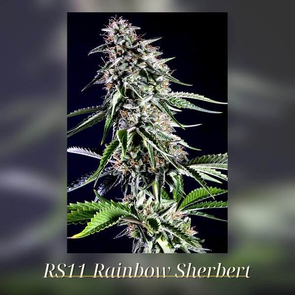 Kannabia Rainbow Sherbet Nr11 Fem. 3St.
