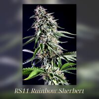 Kannabia Rainbow Sherbet Nr11 Fem. 3St.