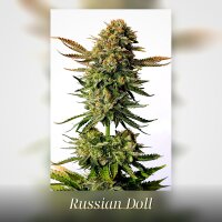 Kannabia Russian Doll Fem. 3St.