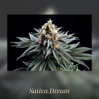 Kannabia Sativa Dream Fem. 3St.