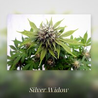 Kannabia Silver Widow Fem. 3St.
