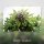 Kannabia Silver Widow Fem. 3St.