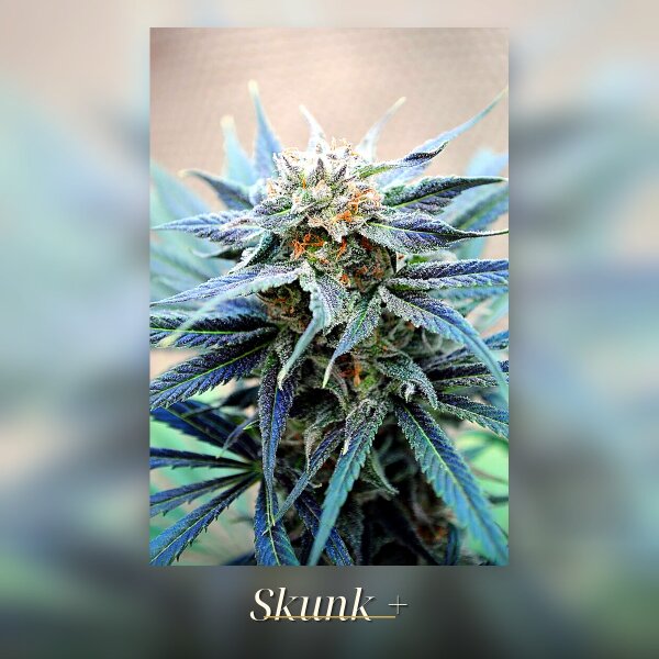 Kannabia Skunk Plus Fem. 3St.