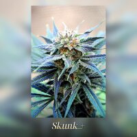 Kannabia Skunk Plus Fem. 3St.