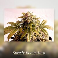Kannabia Speedy Boom Auto Fem. 3St.