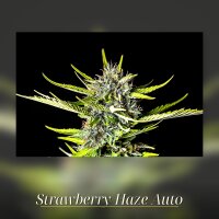 Kannabia Strawberry Haze Auto Fem. 3St.