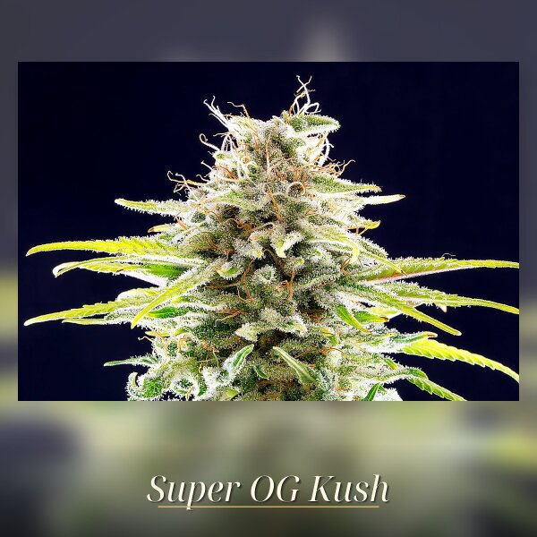 Kannabia Super OG Kush Fem. 3St.