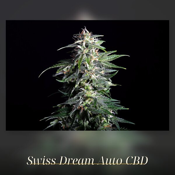 Kannabia Swiss Dream Auto CBD Fem. 3St.