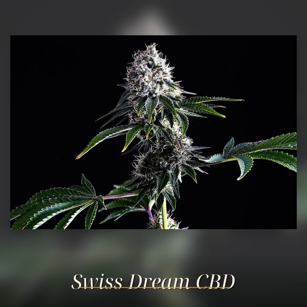 Kannabia Swiss Dream CBD Fem. 3St.