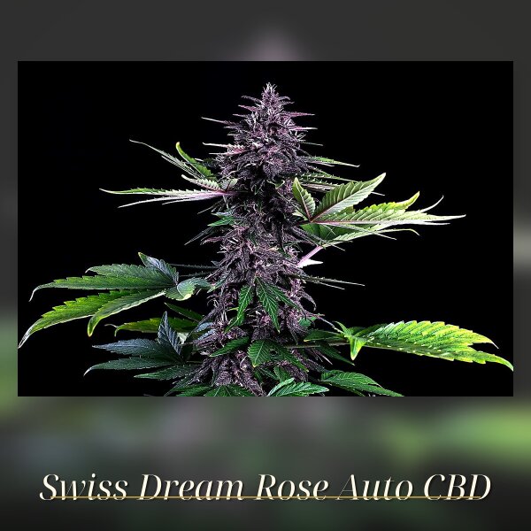 Kannabia Swiss Dream Rose Auto CBD Fem. 3St.