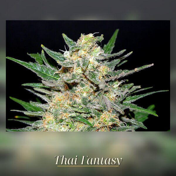 Kannabia Thai Fantasy Fem. 3St.