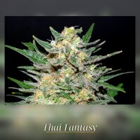 Kannabia Thai Fantasy Fem. 3St.
