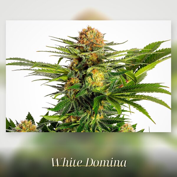 Kannabia White Domina Fem. 3St.