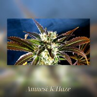 Kannabia Amnesi-K Haze Fem. 3St.