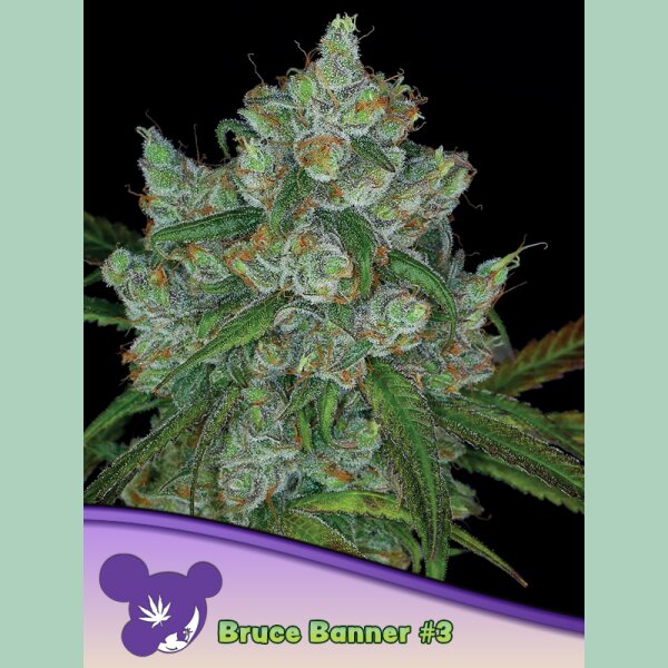 Anesia Bruce Banner #3 Fem. 3St.