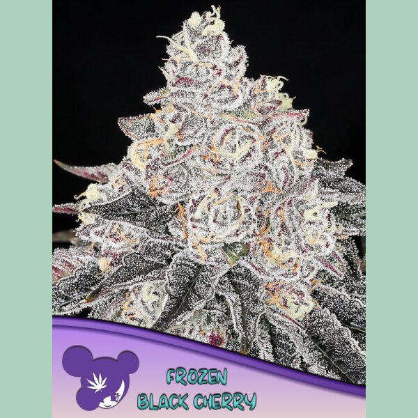 Anesia Frozen Black Cherry Fem. 3St.