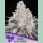 Anesia Frozen Black Cherry Fem. 3St.