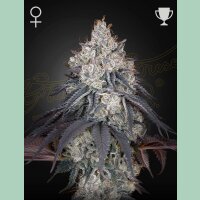 Green House Seed Co. Lemon Orange Fem. 3St.