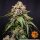 Barneys Farm White Widow XXL Fem. 3St.