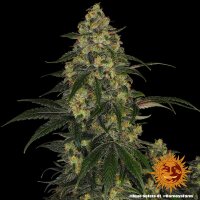 Barneys Farm Blue Gelato 41 Fem. 3St.