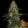 Barneys Farm Blue Gelato 41 Fem. 3St.