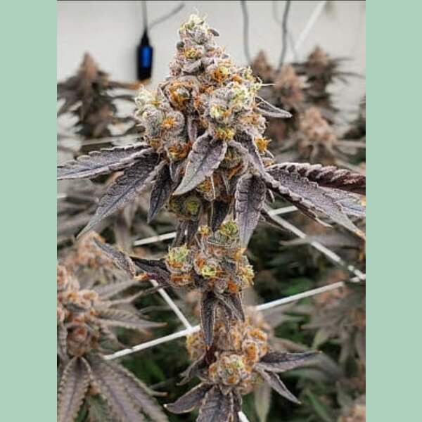 Barneys Farm Gary Payton Fem. 3St.