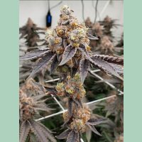 Barneys Farm Gary Payton Fem. 3St.