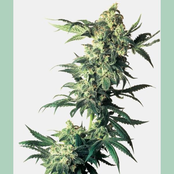 Sensi Seeds Northern Lights Fem. 3St.
