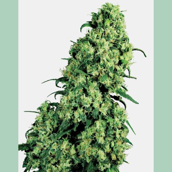 Sensi Seeds Skunk#1 Fem. 3St.